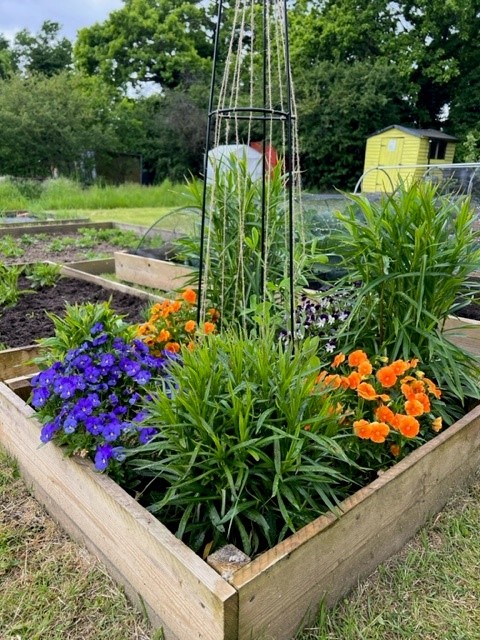 A picture of a Flower Bed in Manchester Drive Alottment